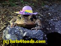 /home//u458753944/public_html/sourcegallery//Roxborough Toad Detour/2021/2021-03-26/P3260021.JPG